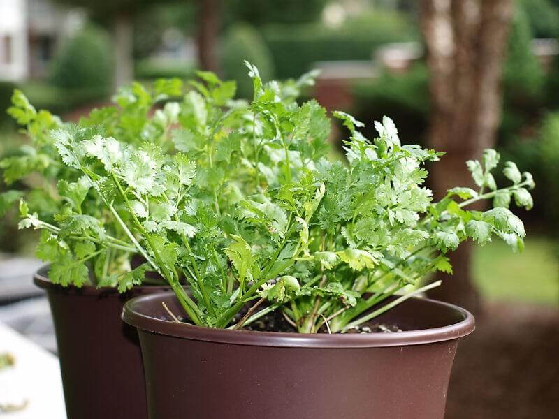 6 Perfect Herbs for Beginner Gardeners