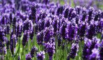 How to Grow Lavender in Florida