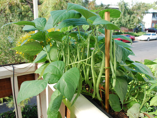 How to Grow Green Beans in a Pot