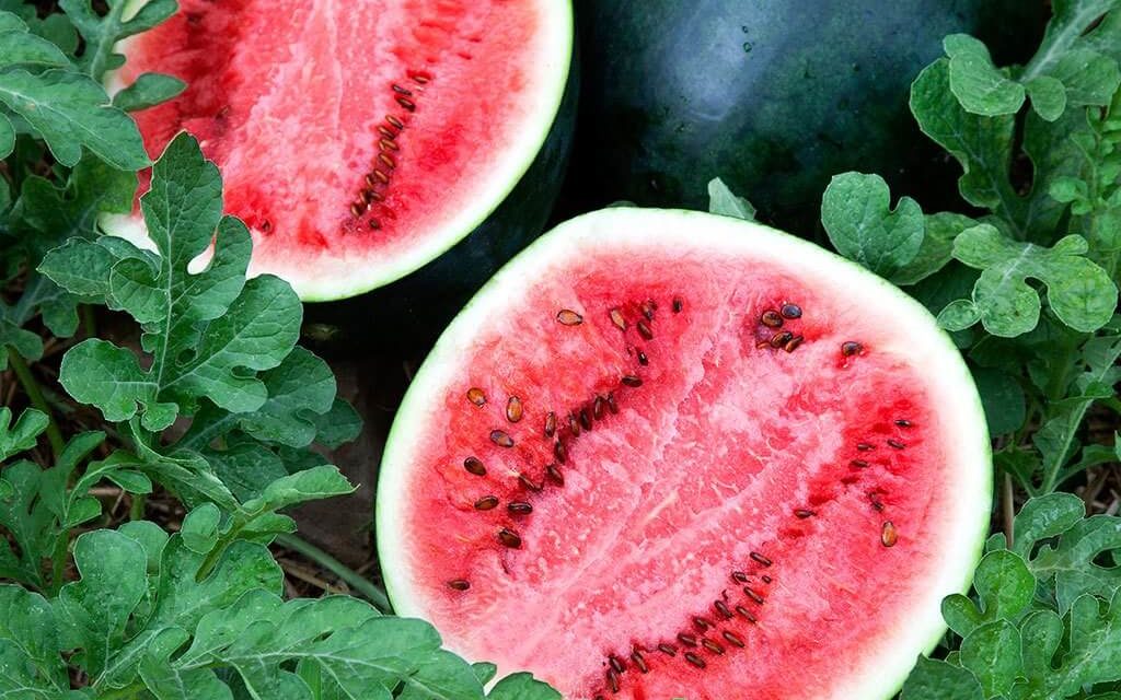 How to Grow Watermelon From Seeds