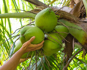 5 Best Tropical Fruits To Grow in Your Backyard