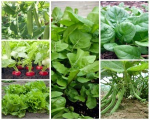 6 Fastest Growing Vegetables for Beginner Gardeners