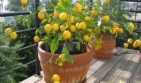 How to Grow a Lemon Tree From Seed in a Pot