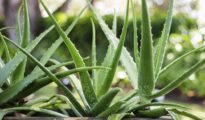 How to Care For Aloe Vera Plants