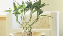 8 Best Bathroom Plants to Have