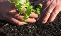 How to Grow Endive and Escarole