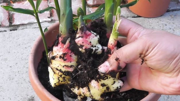 How to Grow Ginger in Pots