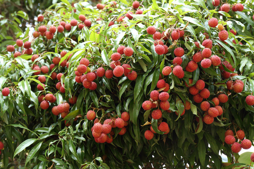 How to Grow Lychee Fruits From Seed