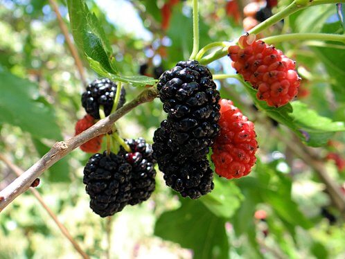 How to Grow Mulberries - Plant Instructions