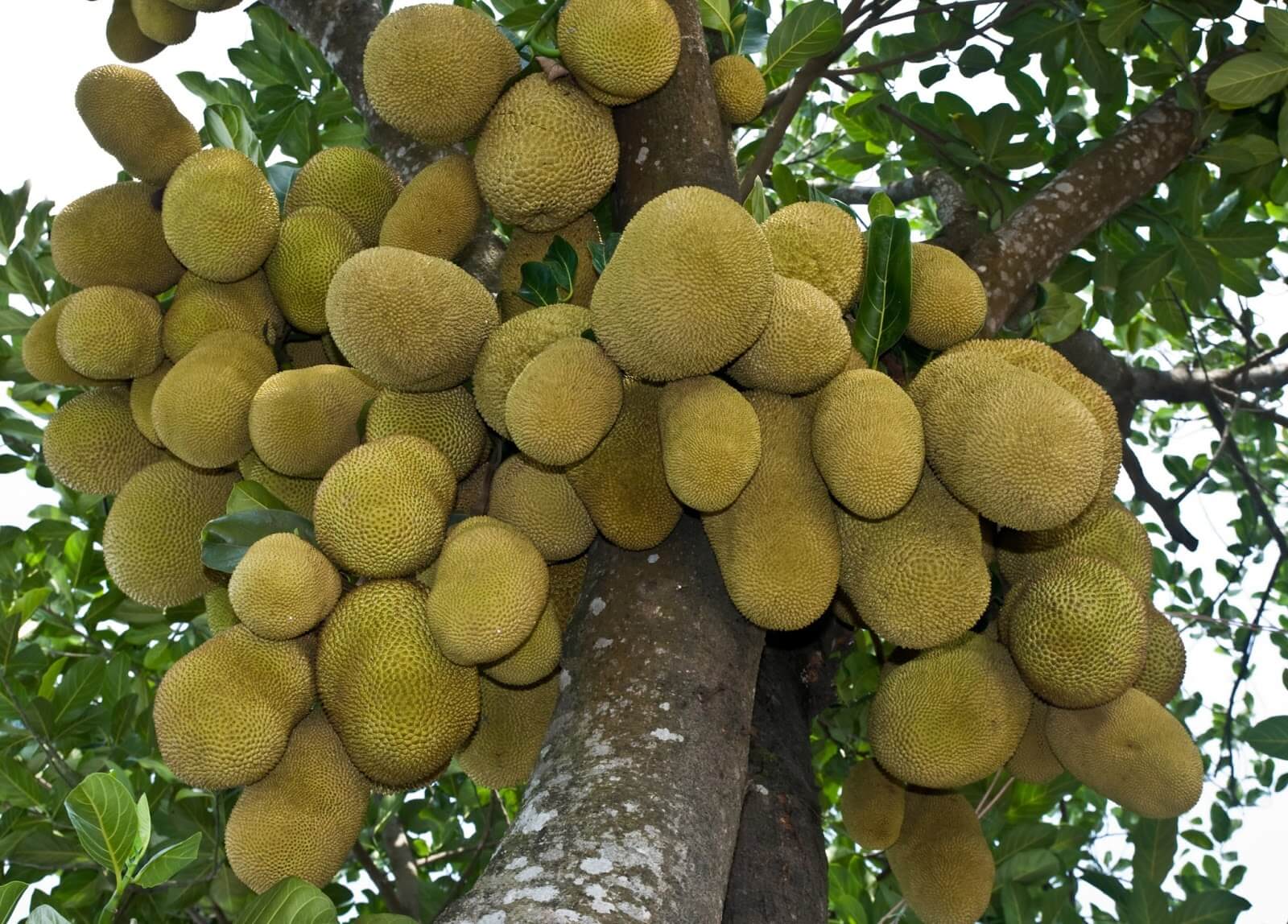 How to Grow Jackfruit From Seed - Plant Instructions 