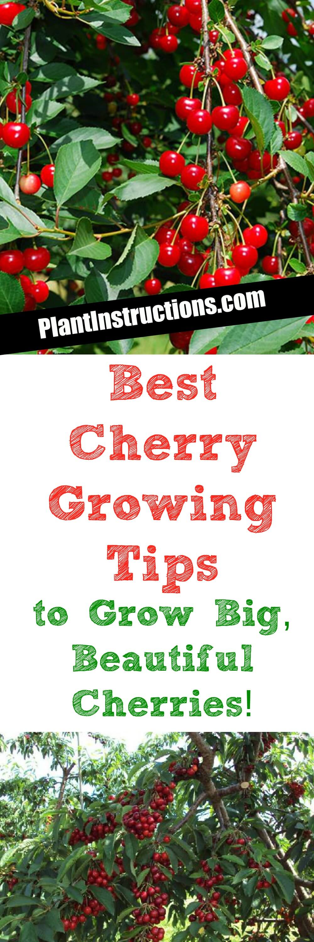 Cherry Growing Tips How To Grow Healthy Delicious Cherry Tree Plant Instructions