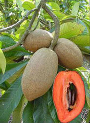 mamey fruit