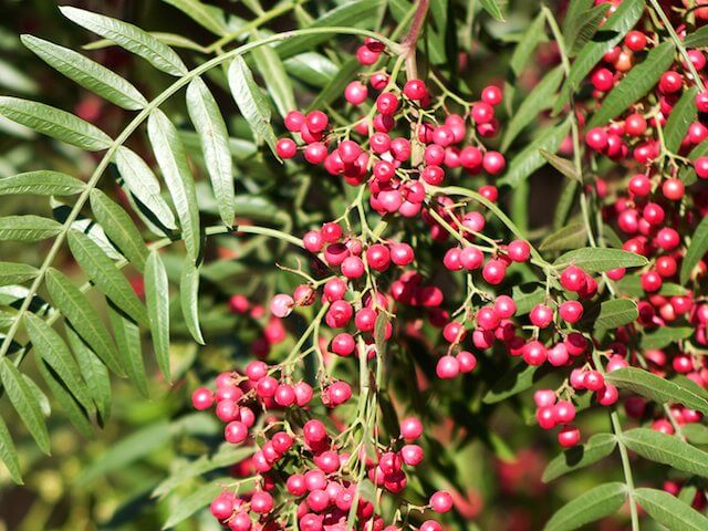 How to Grow a Peppercorn Plant