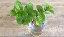 How to Grow Peppermint Plants at Home