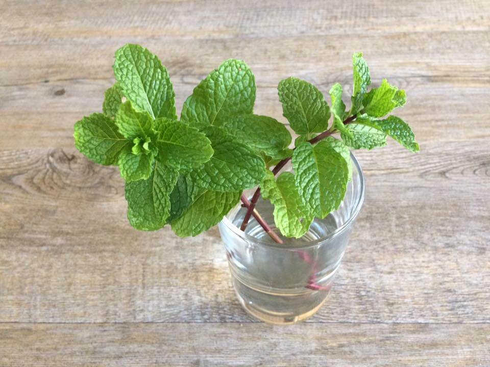 how-to-grow-peppermint-plants-at-home-plant-instructions