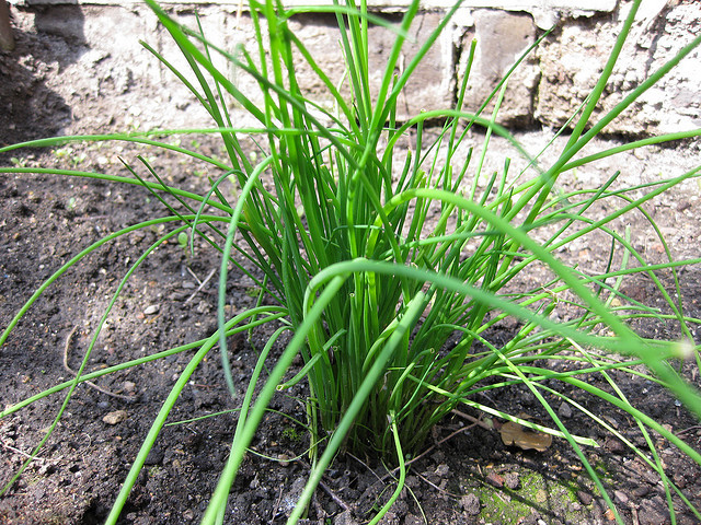 How to Grow Chives From Seed