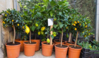 Growing Your Own Citrus: Tips and Tricks