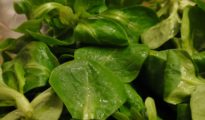 How to Grow Mache Greens AKA Corn Salad Greens