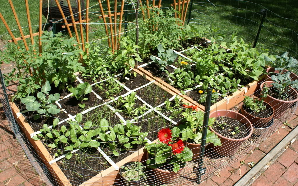 Vegetable Gardening For Beginners Guide