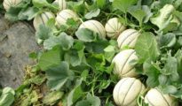 How to Grow Melons In The Garden