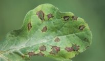 How to Treat Leaf Blight on Watermelon Leaves