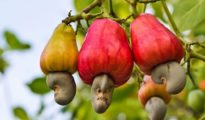 How to Grow Cashew Trees in Your Garden