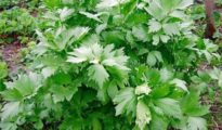 How to Grow Lovage in Pots or in the Garden