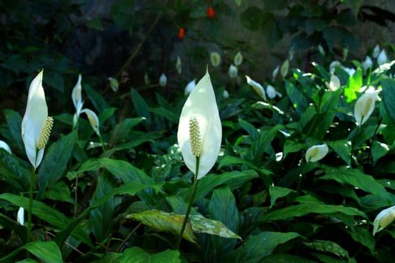 Peace Lily Plant Care: How to Care for Your Peace Lilies
