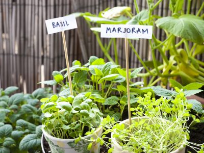 How to Grow Marjoram Indoors