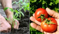 How to Grow Tomatoes – Tomato Growing Tips