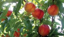 How to Grow Nectarines in Your Garden