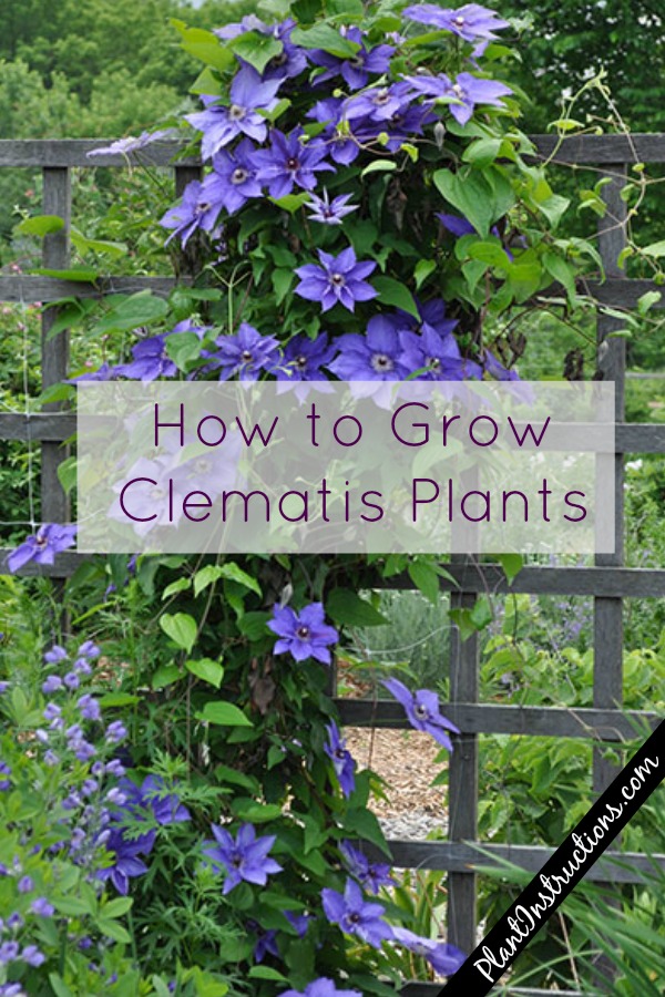 How to Grow Clematis in Your Garden - Plant Instructions