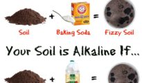 How To Test Soil pH Without a Kit