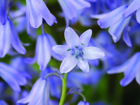 How to Plant Bluebells: Caring for Wood Hyacinth Bluebells