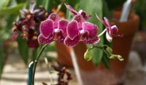 How to Water Orchids Correctly: A Guide to Watering Orchids The Right Way