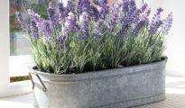 How to Grow Lavender From Cuttings