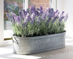 How to Grow Lavender From Cuttings