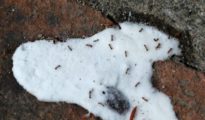 Homemade Ant Killer Recipe: DIY Borax Ant Killer