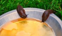 5 Ways to Get Rid of Slugs in The Garden