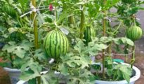 How to Grow Watermelon in Pots