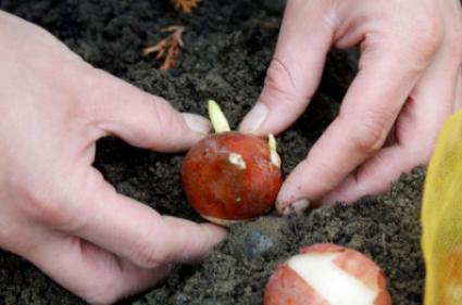 How To Plant Tulip Bulbs - Plant Instructions