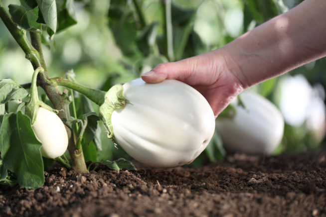 How To Grow White Eggplant