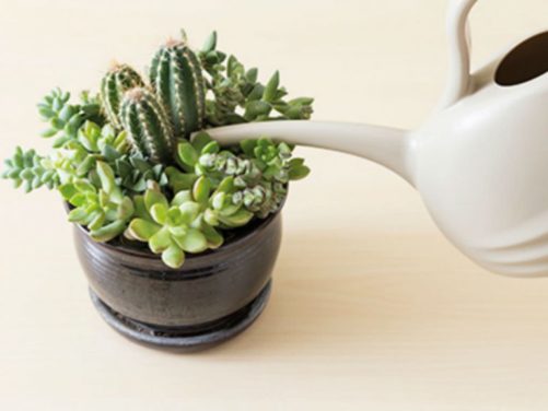 How to Water Succulents the Correct Way