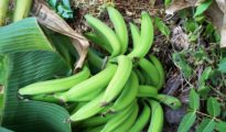 How to Grow Plantains