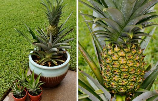 How to Grow A Pineapple In Your Home or Garden