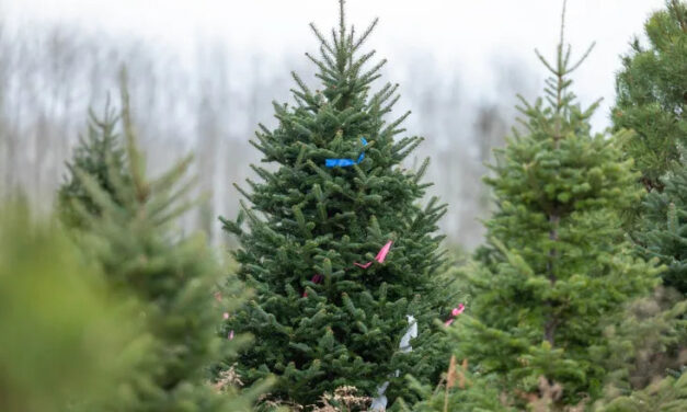 A Guide to Buying Real Christmas Trees: Top 10 Trees