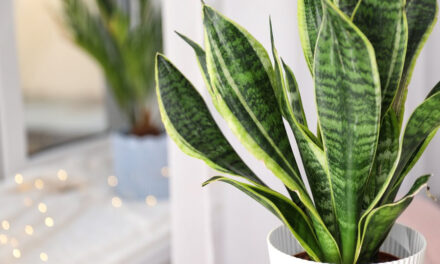 How to propagate snake plant