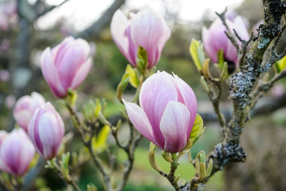 How to Grow Magnolia From Seed