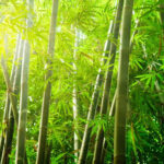 How to Grow Bamboo From Seeds