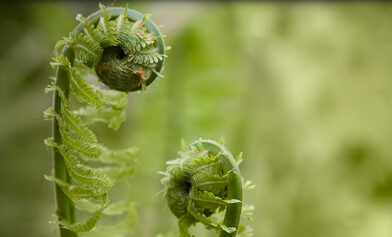 How to Grow Fiddlehead Ferns - Plant Instructions